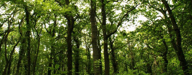 Treeation - Woodland Management
