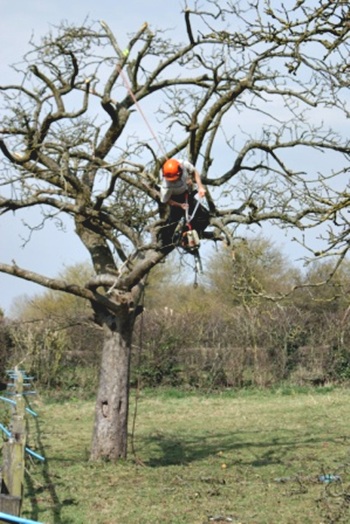 orchard management image 3